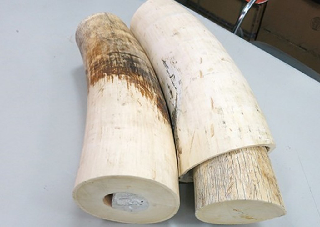 C&aacute;c b&aacute;o ph&aacute;p luật thường xuy&ecirc;n đưa tin về t&igrave;nh trạng vận chuyển ng&agrave; voi, sừng t&ecirc; tr&aacute;i ph&eacute;p