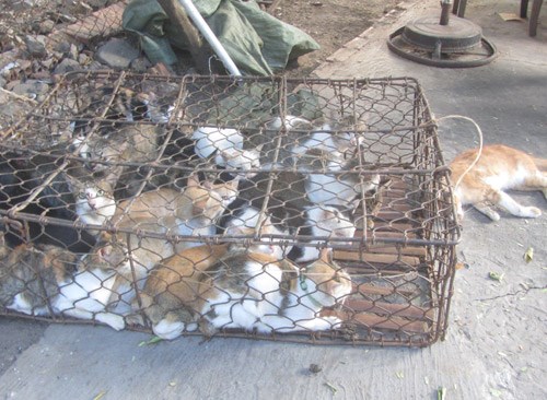 Trong những tin tức ph&aacute;p luật 24h qua c&oacute; vụ bắt kẻ trộm m&egrave;o đ&acirc;m c&ocirc;ng an x&atilde; trọng thương
