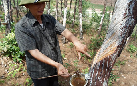 Bị đ&aacute;nh chết khi ăn trộm nhựa th&ocirc;ng l&agrave; một trong những tin ph&aacute;p luật 24h qua