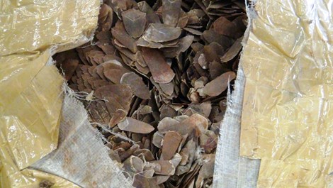 Trong những tin tức ph&aacute;p luật mới nhất h&ocirc;m nay c&oacute; vụ bắt giữ số vảy t&ecirc; t&ecirc; nhập lậu