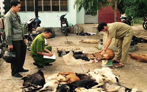 Bắt giữ nh&oacute;m đối tượng vận chuyển 27 con ch&oacute; vừa trộm đi ti&ecirc;u thụ l&agrave; một trong những tin ph&aacute;p luật 24h qua
