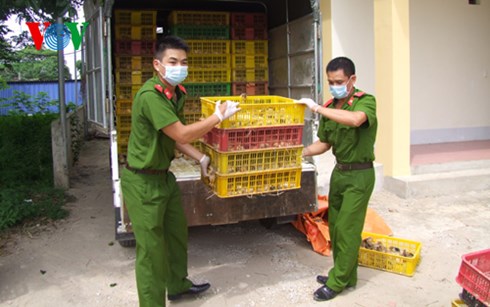 Trong những tin ph&aacute;p luật 24h qua c&oacute; vụ bắt giữ hơn 7.000 con g&agrave; giống, g&agrave; thịt si&ecirc;u trứng Trung Quốc nhập lậu