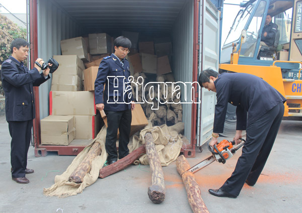 Bắt giữ 22 tấn gỗ qu&yacute; xuất xứ ch&acirc;u Phi l&agrave; một trong những tin ph&aacute;p luật mới nhất h&ocirc;m nay. Ảnh 