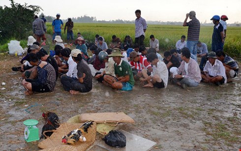 C&aacute;c đối tượng tham gia trường g&agrave; quy m&ocirc; lớn bị bắt giữ