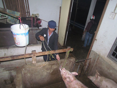 T&igrave;nh trạng thịt heo bơm nước được nhắc tới trong mục tin tức ph&aacute;p luật mới nhất h&ocirc;m nay