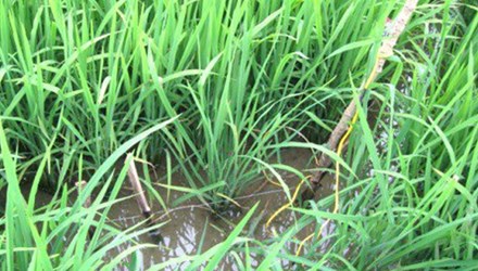 Trong những tin ph&aacute;p luật 24h qua c&oacute; vụ một người chết oan v&igrave; bẫy chuột bằng điện ở Tiền Giang