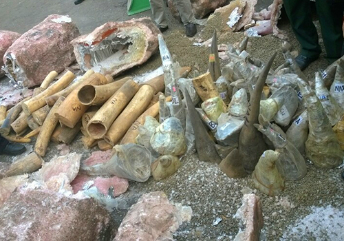 Những tin ph&aacute;p luật mới nhất h&ocirc;m nay đề cập đến vụ thu giữ một tấn ng&agrave; voi giấu trong đ&aacute; cẩm thạch
