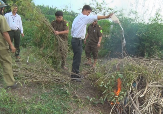 C&ocirc;ng an xã T&acirc;n Phong ti&ecirc;́n hành ti&ecirc;u huỷ c&acirc;y c&acirc;̀n sa tr&ocirc;̀ng b&acirc;́t hợp pháp 