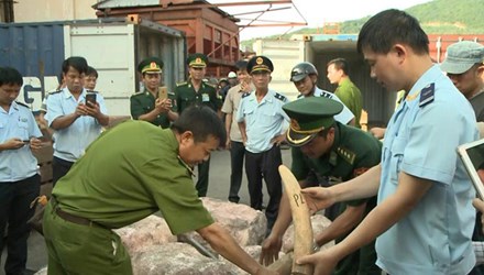 Trong những tin tức ph&aacute;p luật mới nhất h&ocirc;m nay c&oacute; vụ Thu giữ 2 tấn ng&agrave; voi nhập lậu giấu trong container gỗ