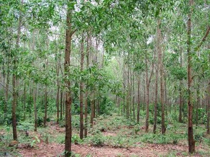 Những tin tức ph&aacute;p luật mới nhất đề cập đến vụ giết người đốt x&aacute;c ở rừng tr&agrave;m