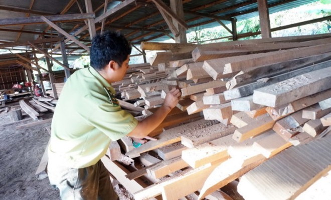 Nạn chặt ph&aacute; rừng được đề cập đến trong những tin tức ph&aacute;p luật mới nhất h&ocirc;m nay