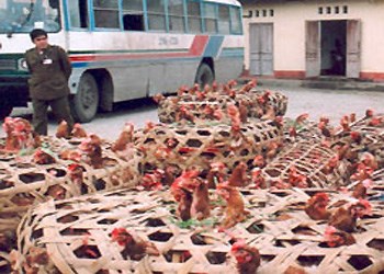 Số g&agrave; lậu bị tịch thu tại Quảng Ninh, theo tin tức ph&aacute;p luật mới nhất h&ocirc;m nay