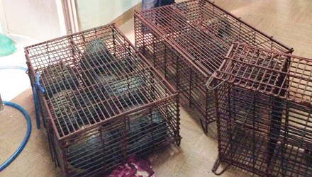 Gần chục con t&ecirc; t&ecirc; được Dung cất giấu trong nh&agrave;