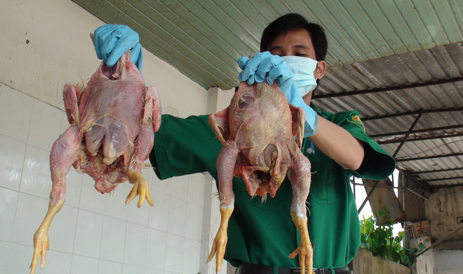 Trong những tin tức ph&aacute;p luật mới nhất h&ocirc;m nay c&oacute; vụ ph&aacute;t hiện hơn 5 tấn g&agrave; thối su&yacute;t bị tuồn ra thị trường TPHCM