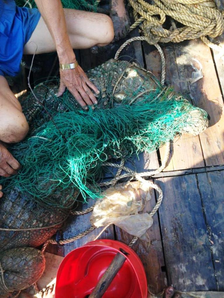 Cá sấu khổng lồ trên sông Soài Rạp bị bắt là một trong những tin tức thời sự nổi bật 24h qua