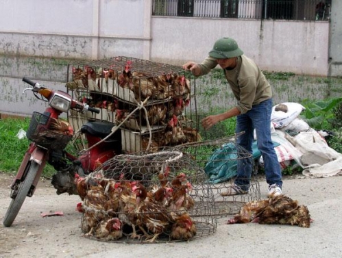 Tin tức trong ng&agrave;y 7/4: Nguy cơ ăn thịt &lsquo;r&aacute;c&rsquo; từ g&agrave; Trung Quốc