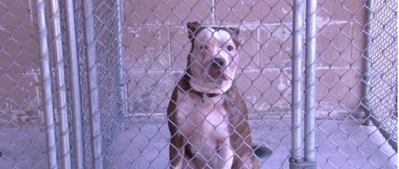 Ch&uacute; ch&oacute; Pit Bull 3 tuổi đ&atilde; giết chết &ocirc;ng Roy Higgenbotham Jr, theo tin tức mới nhất. Ảnh HuffingtonPost