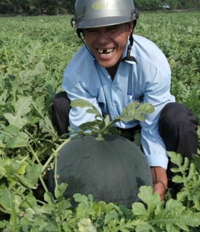 Mỗi tr&aacute;i dưa hấu của &ocirc;ng Ẩn c&oacute; bề ho&agrave;nh đến 1,24 m, c&acirc;n nặng hơn 20 kg
