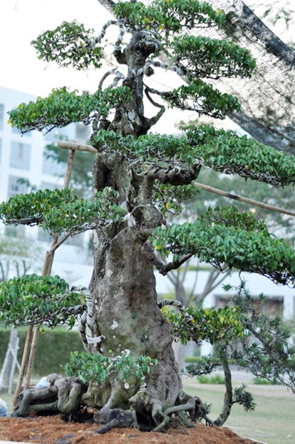 Hai c&acirc;y khế n&agrave;y giống loại khế đ&aacute; mọc tr&ecirc;n n&uacute;i.