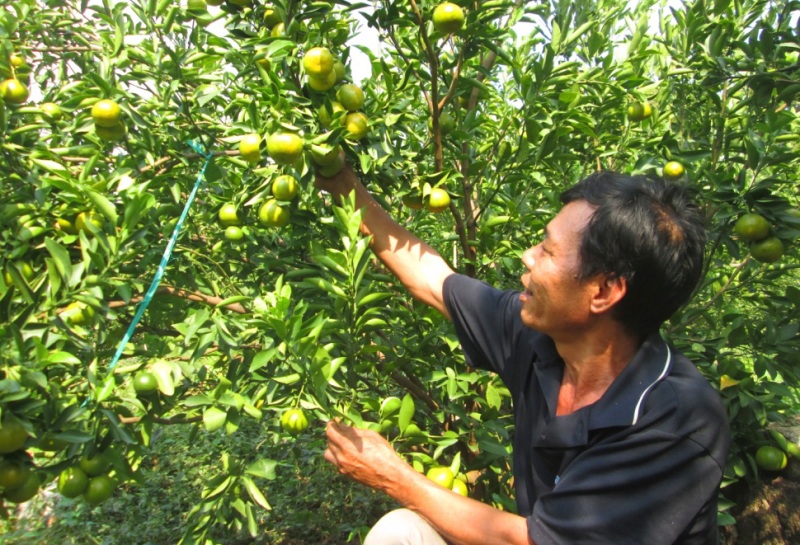 Quýt ông Danh trồng không sử dụng nhiều phân thuốc nên trái thơm, ngọt và được thị trường ưa chuộng. Quýt ông Danh trồng không sử dụng nhiều phân thuốc nên trái thơm, ngọt và được thị trường ưa chuộng.