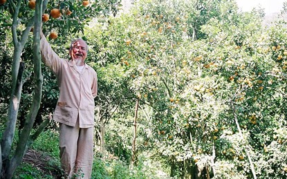 Bà con nông dân xứ núi nơi đây gọi quýt hồng ông Tùng trồng là “quýt Ba Tùng” Bà con nông dân xứ núi nơi đây gọi quýt hồng ông Tùng trồng là “quýt Ba Tùng”