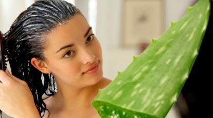 c&aacute;ch trị g&agrave;u m&ugrave;a đ&ocirc;ng