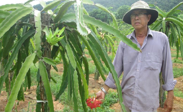 Thanh long ruột đỏ