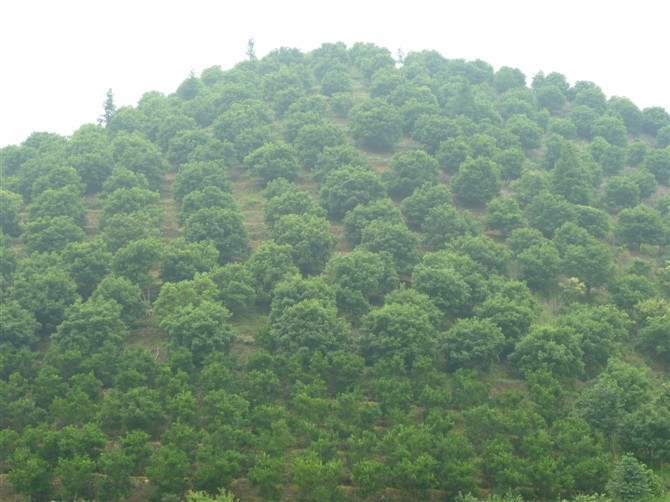 Thanh mai Trung Quốc