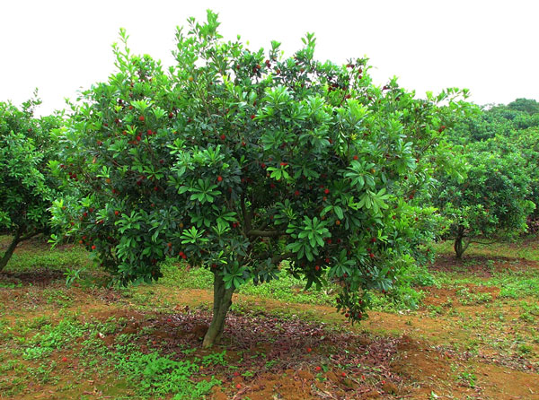 Thanh mai Trung Quốc