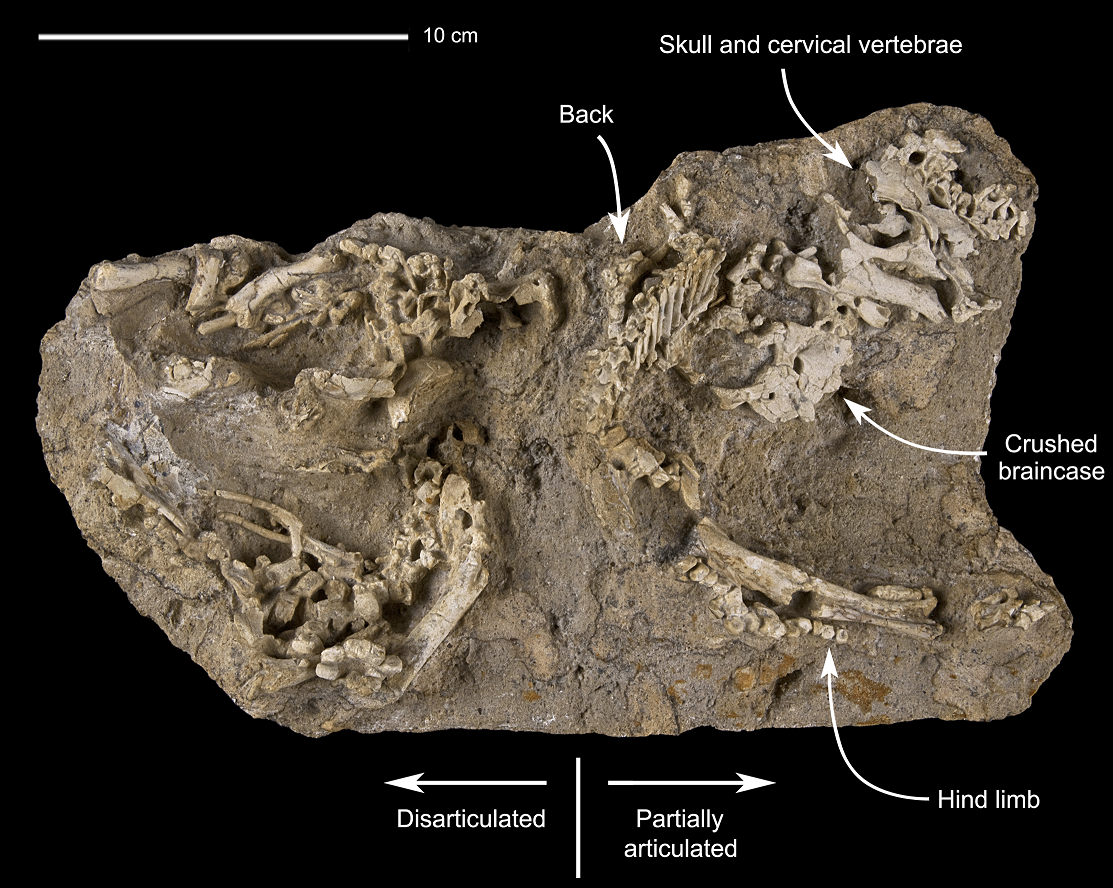 Tổ khủng long con của lo&agrave;i khủng long khổng lồ Saurolophus angustirostris