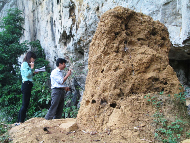 Tổ mối hơn trăm tuổi tại Thanh H&oacute;a. Ảnh Lao Động