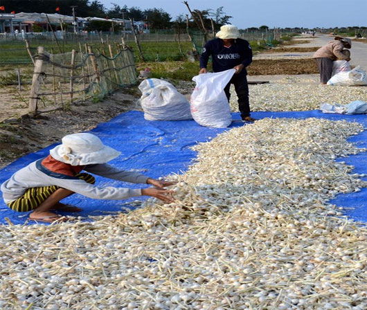 tỏi L&yacute; Sơn