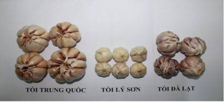 Tỏi L&yacute; Sơn t&eacute;p nhỏ, v&agrave; c&aacute;c t&eacute;p chụm lại