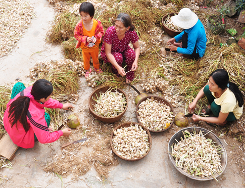 Tỏi L&yacute; Sơn gi&aacute; đắt đỏ