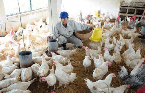 Chăn nu&ocirc;i bị hại trước TPP