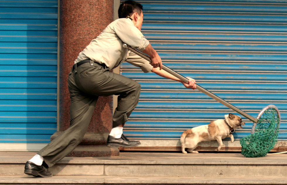 c&aacute;c kiểu trộm ch&oacute;