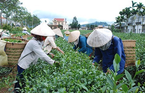 Tr&agrave; &Ocirc; long TEA+ Plus 