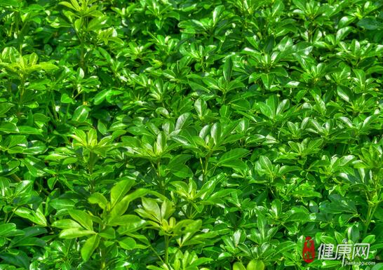 Cơ sở Trung Quốc đ&atilde; l&agrave;m giả 8 tấn tr&agrave; Pu'er nổi tiếng