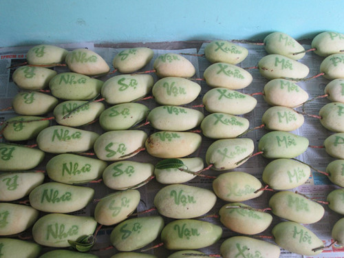Xo&agrave;i bao chữ l&agrave; một trong những loại tr&aacute;i c&acirc;y độc lạ được ưa chuộng trong dịp Tết Nguy&ecirc;n đ&aacute;n 2016 năm nay