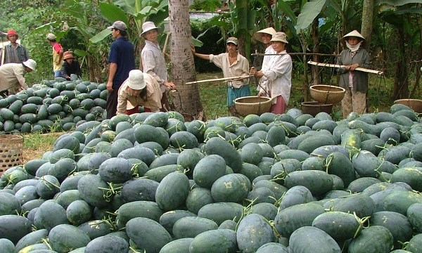 Hiện gi&aacute; dưa hấu đ&atilde; tăng gấp 4 lần, gi&uacute;p n&ocirc;ng d&acirc;n thu l&atilde;i lớn