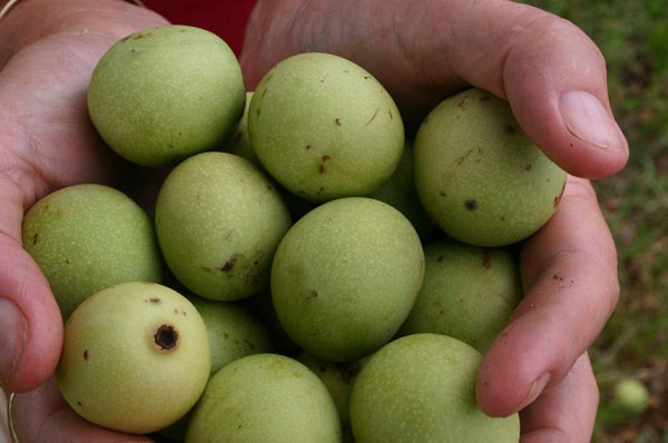 Tr&aacute;i c&acirc;y lạ n&agrave;y c&oacute; t&ecirc;n Marula ph&aacute;t triển nhiều ở Nam Phi