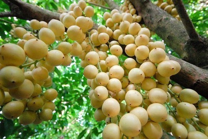 Ứng dụng KHCN th&uacute;c đẩy n&acirc;ng cao năng suất, chất lượng sản phẩm n&ocirc;ng sản Nam Bộ