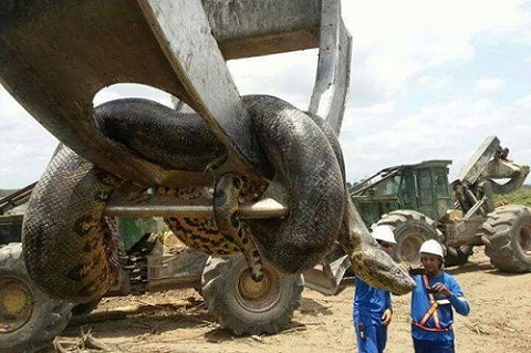 Cận cảnh ngoại h&igrave;nh của ch&uacute; trăn khổng lồ ở Brazil