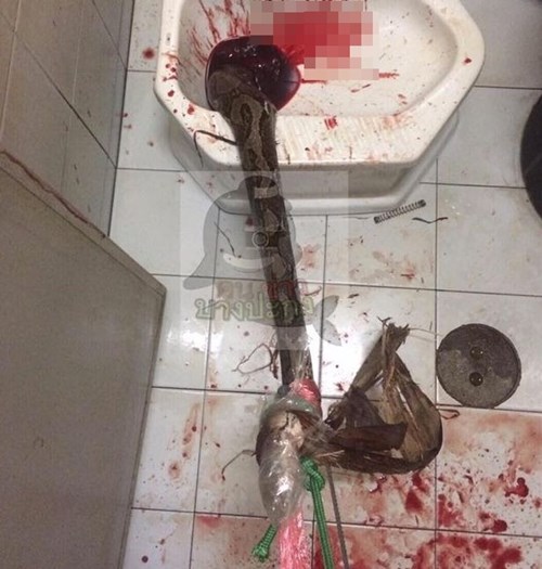 D&ugrave; v&ocirc; c&ugrave;ng đau đớn v&agrave; mất nhiều m&aacute;u, anh Atthaporn vẫn xoay xở buộc chặt con trăn khổng lồ v&agrave;o cửa ph&ograve;ng tắm