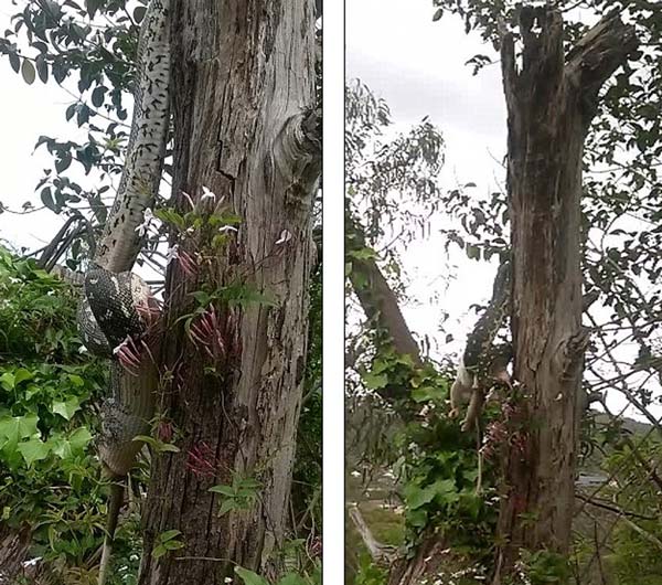 Con trăn khổng lồ đu m&igrave;nh tr&ecirc;n c&acirc;y 'xơi t&aacute;i' con mồi 'khủng'