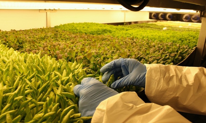 AeroFarms li&ecirc;n tục kiểm nghiệm để điều chỉnh sự chăm s&oacute;c đối với từng c&acirc;y trồng