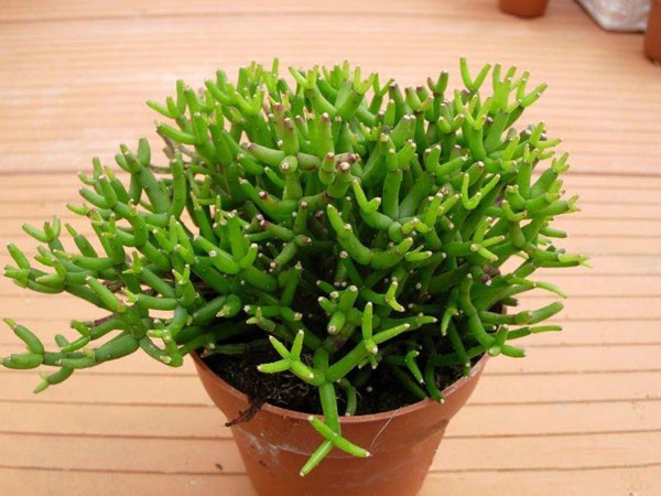 Trang tr&iacute; nh&agrave; bằng c&acirc;y lộc nhung