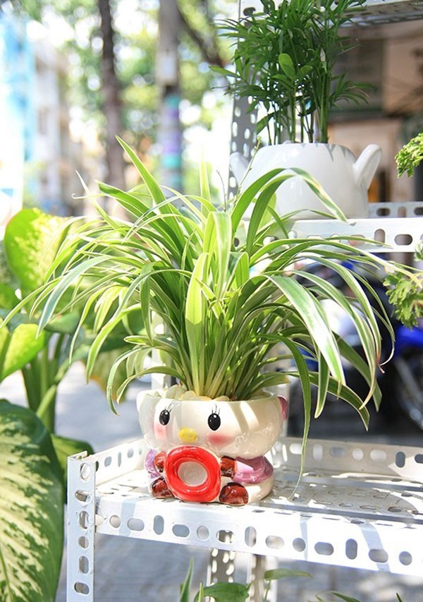 Trang tr&iacute; nh&agrave; bằng c&acirc;y kh&ocirc;ng kh&iacute;