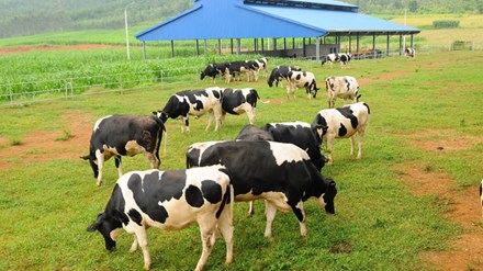 Trang trại b&ograve; sữa thứ 7 tại H&agrave; Tĩnh của Vinamilk đi v&agrave;o hoạt động