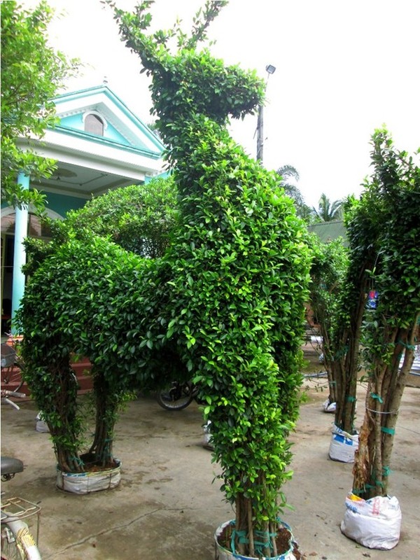 Trang tr&iacute; Tết với c&acirc;y cảnh h&igrave;nh d&ecirc; g&acirc;y ấn tượng với kh&aacute;ch đến chơi nh&agrave;